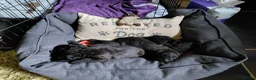 Patterdale Terrier dogs for sale: 4 chocolate/black Patterdale puppies - female - Advert 1