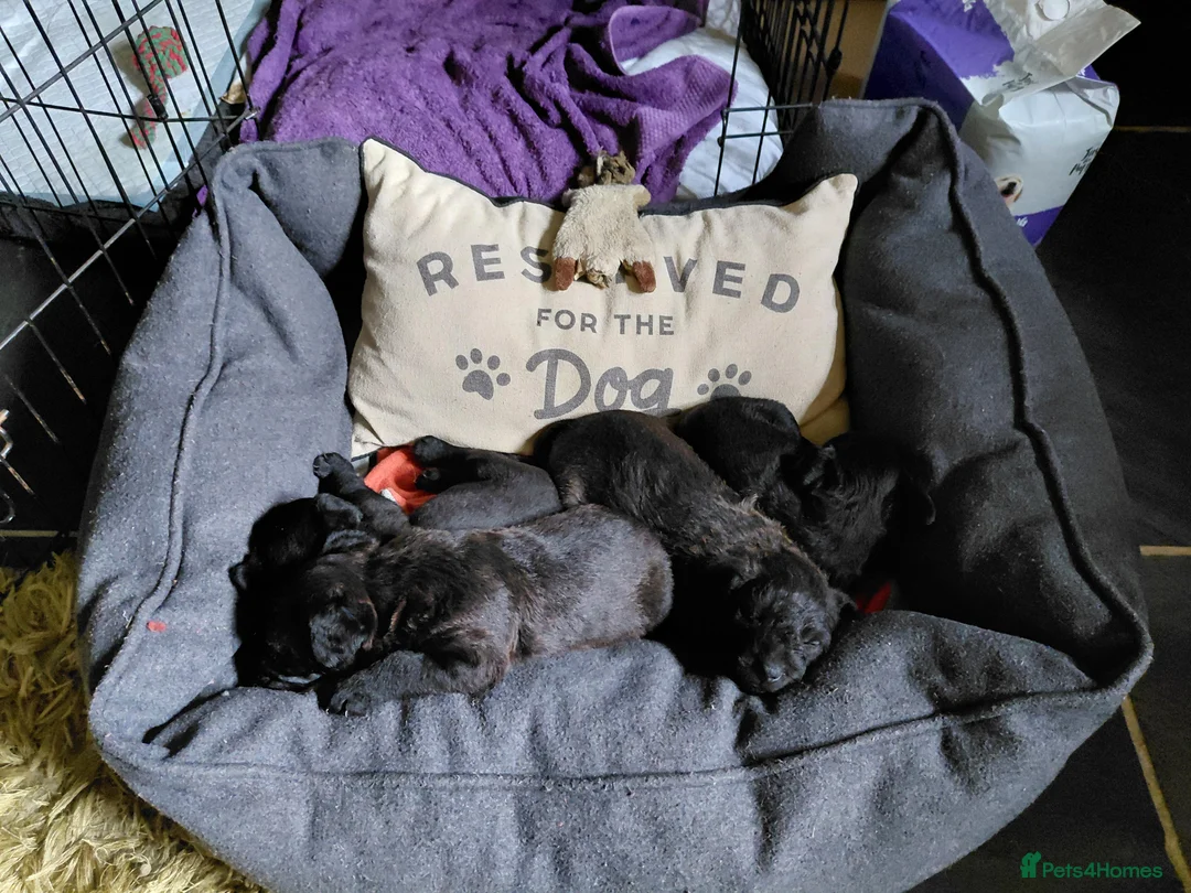 Patterdale Terrier dogs for sale: 4 chocolate/black Patterdale puppies - female - Advert 1