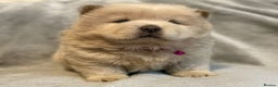 Chow Chow dogs for sale: KC Reg Chow Chow Puppies  - Advert 14