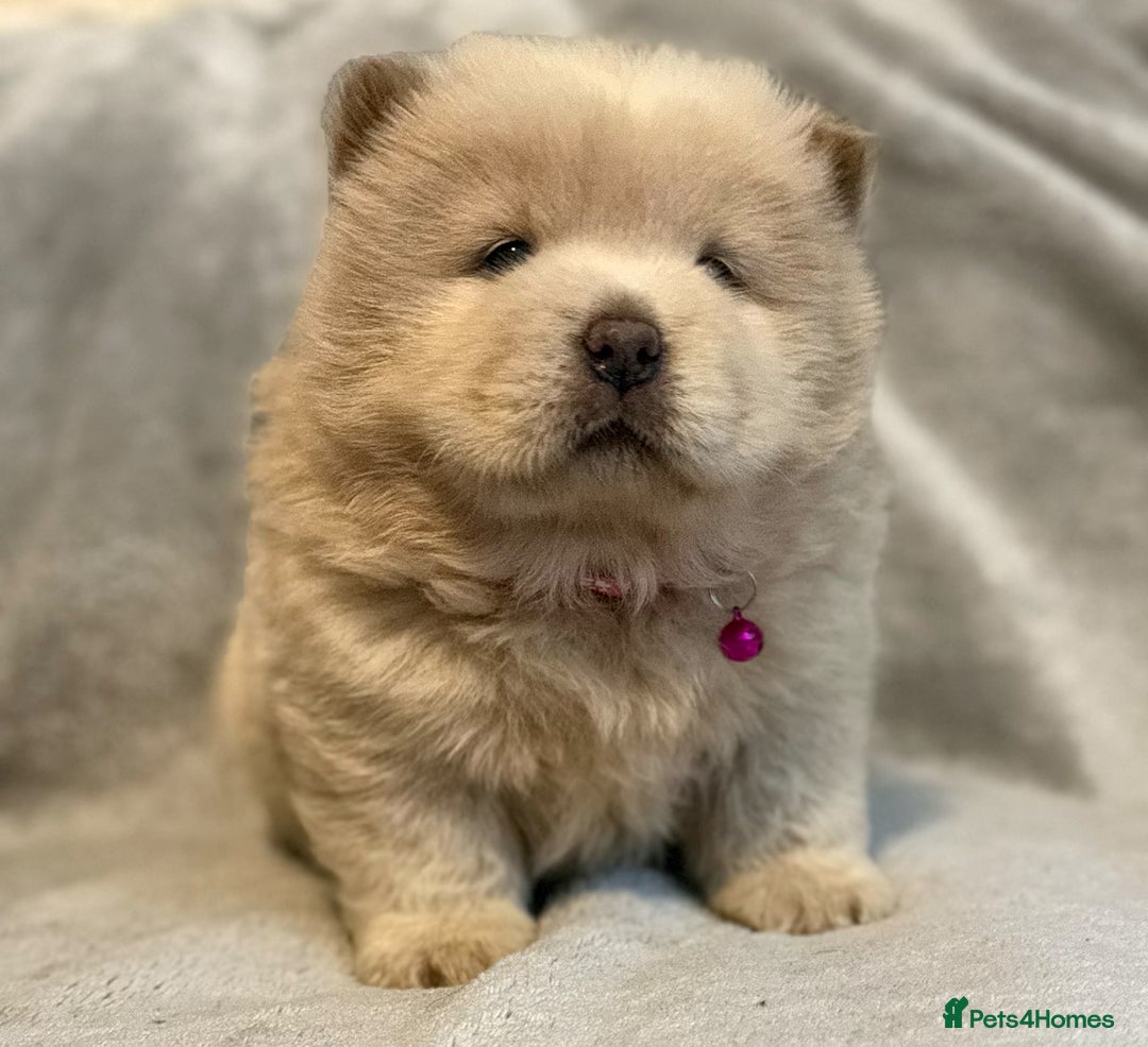 Chow Chow dogs for sale: KC Reg Chow Chow Puppies  - Advert 14