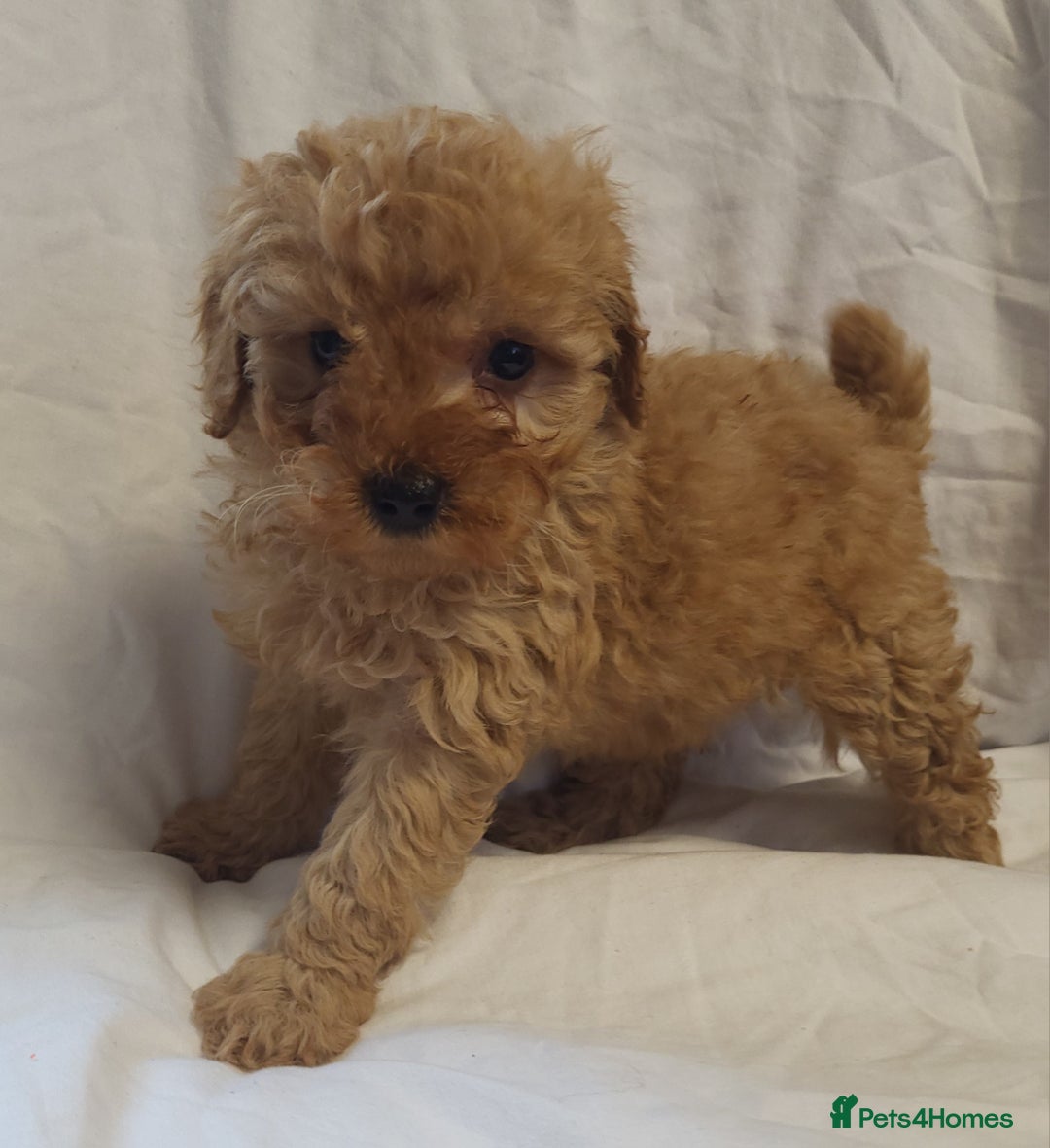 Maltipoo dogs for sale: Maltpoo puppies 5🌟licence breeder  - Advert 6