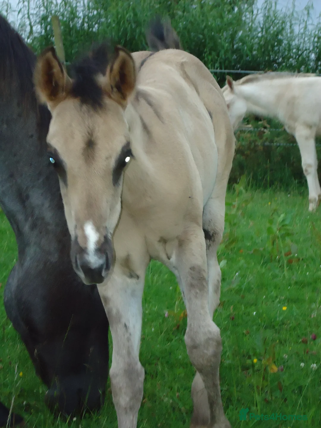 American Quarter horses for sale: Striking Colt foal - Advert 10
