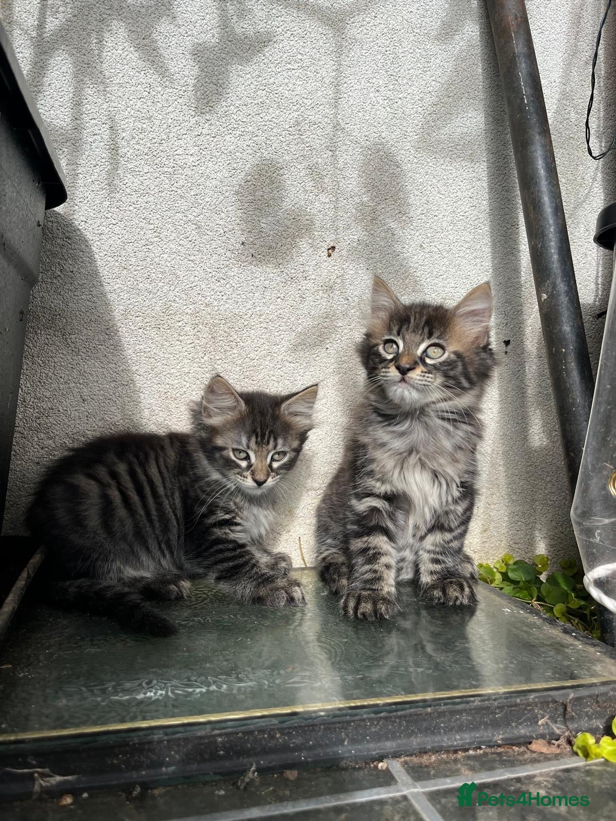 European cats Beautiful kittens 🐱 available now (small kittens) - Advert 2