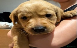 Labrador Retriever dogs for sale: Beautiful kc registered fox red labs - Image 7