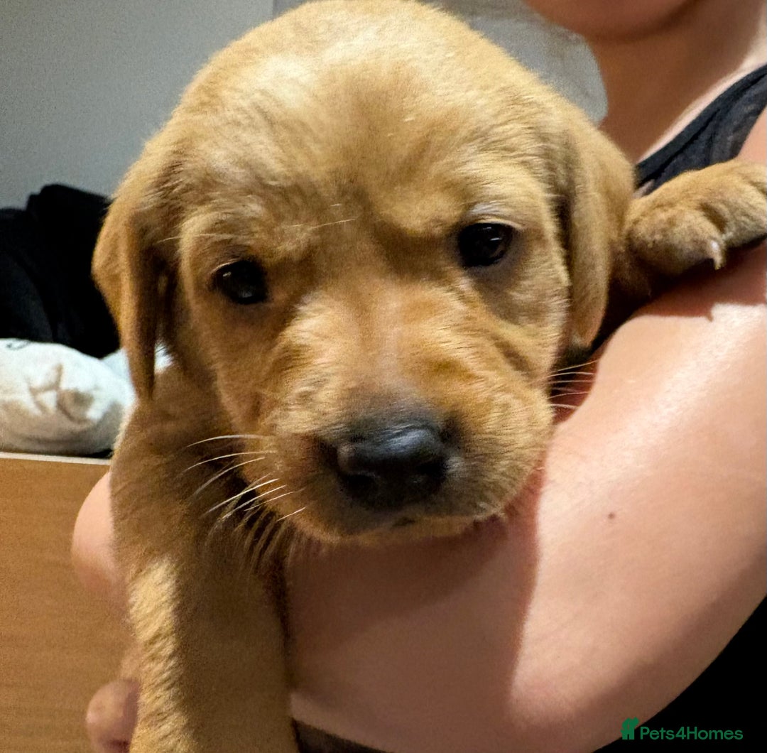 Labrador Retriever dogs for sale: Beautiful kc registered fox red labs - Image 7