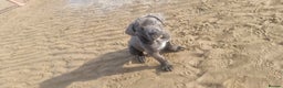 Cane Corso dogs for sale: Cane corso puppy - Advert 7