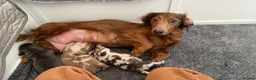Miniature Dachshund dogs for sale: Male longhair mini dachshund blue&tan  - Advert 1