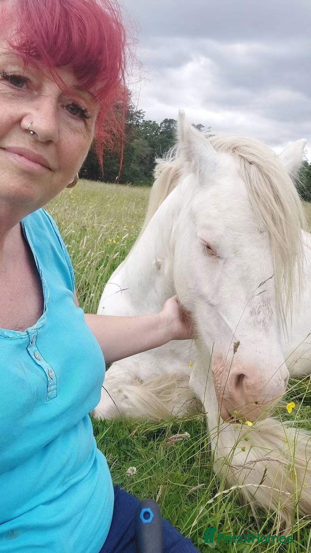 Irish Cob horses Blagdon cob Gelding  - Advert 2