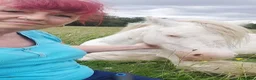Irish Cob horses for sale: Blagdon cob Gelding  in Ellesmere Port - Advert 2