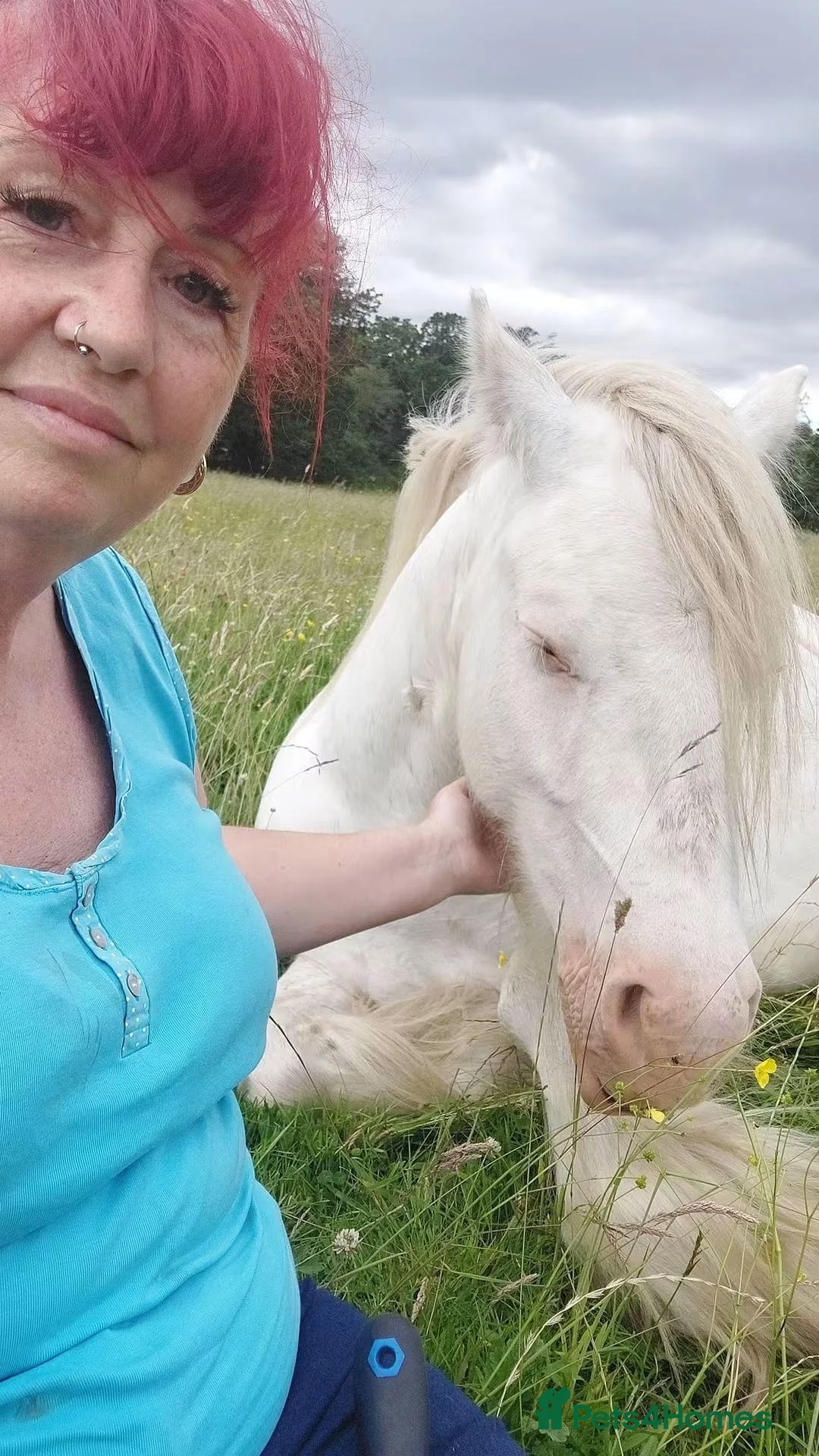 Irish Cob horses for sale: Blagdon cob Gelding  in Ellesmere Port - Advert 2