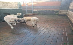 Turkish Kangal dogs for sale: Turkish kangal  - Image 3