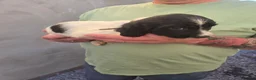 English Springer Spaniel dogs for sale: English Springer Spaniel Puppies for sale  - Advert 12