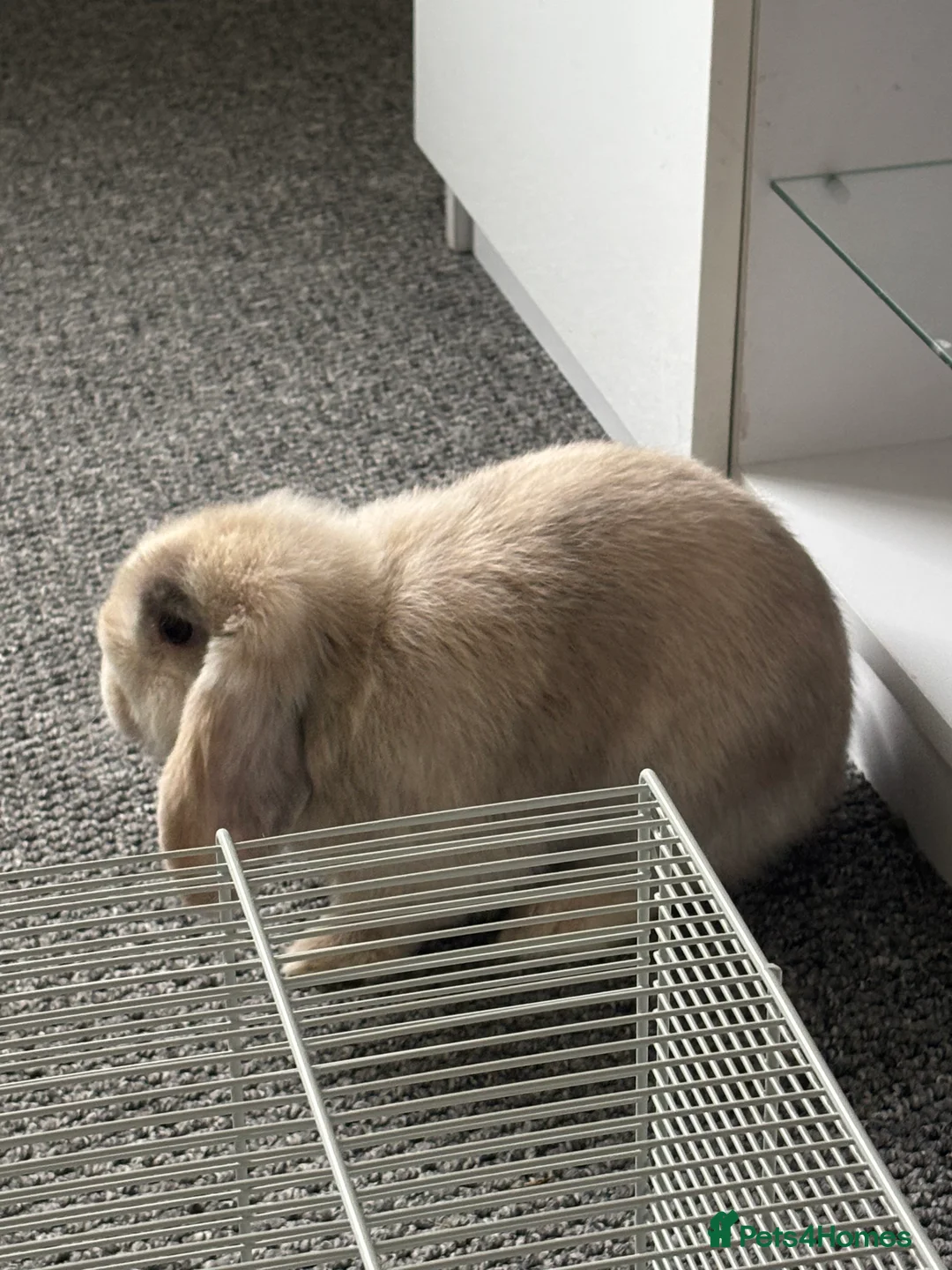 Netherland Dwarf rabbits for sale: Female Netherland Dwalf  - Advert 3