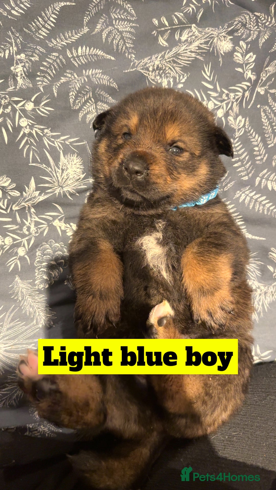 Mixed Breed dogs for sale: Rottweiler x Akita  - Image 10