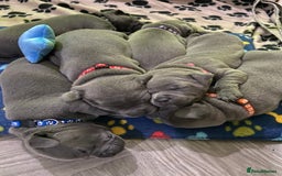 Staffordshire Bull Terrier dogs for sale: solid blues - Image 11