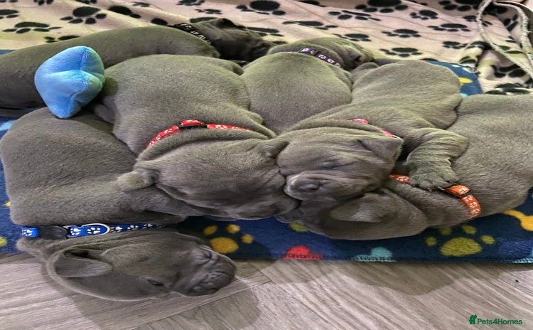 Staffordshire Bull Terrier dogs - Advert 6