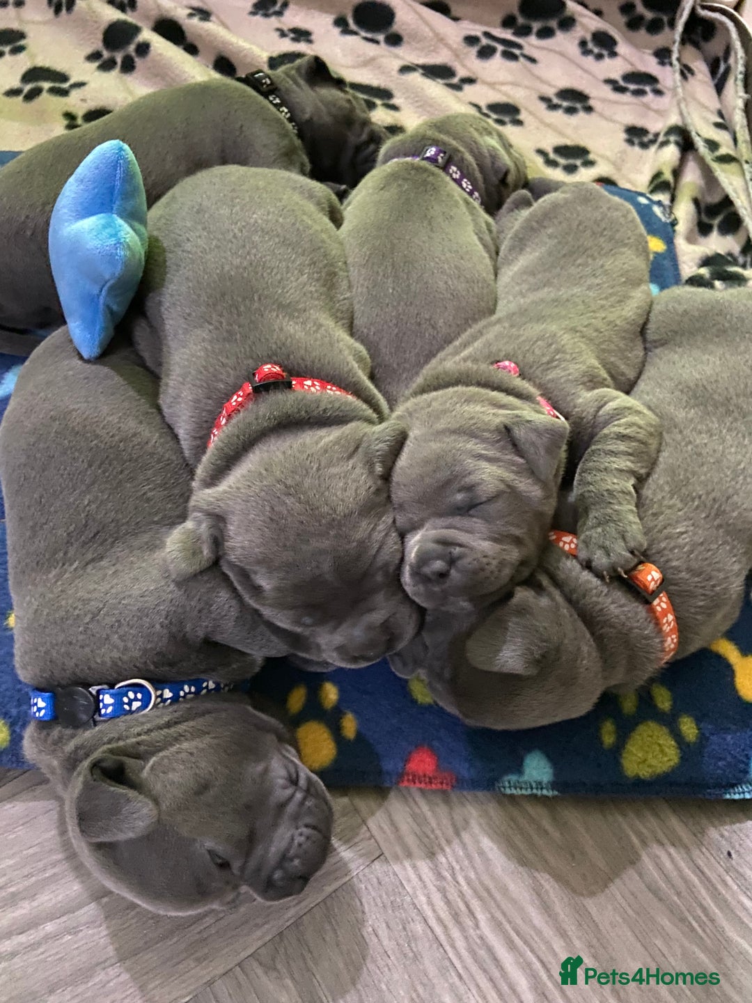 Staffordshire Bull Terrier dogs for sale: solid blues - Image 11