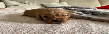 Cavapoo 3