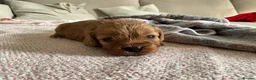 Cavapoo dogs for sale: F1 Cavapoo - Advert 3