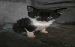 Mixed Breed cats for sale: 5 boys 3 black and white and 2 ginger and white - Image 6