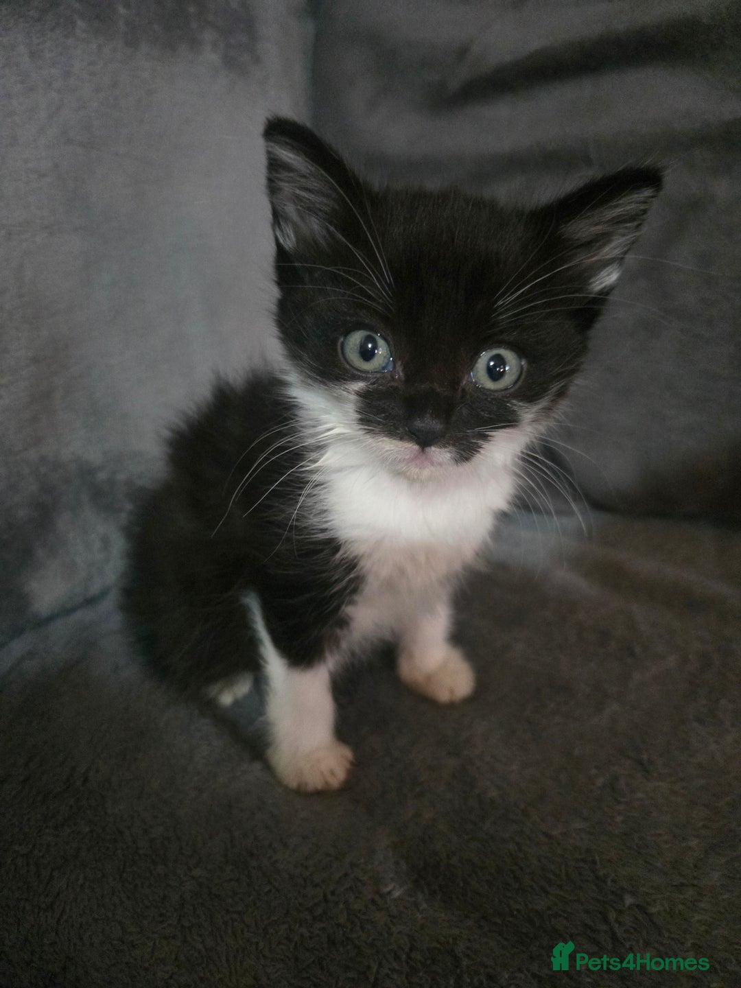 Mixed Breed cats for sale: 5 boys 3 black and white and 2 ginger and white - Image 6