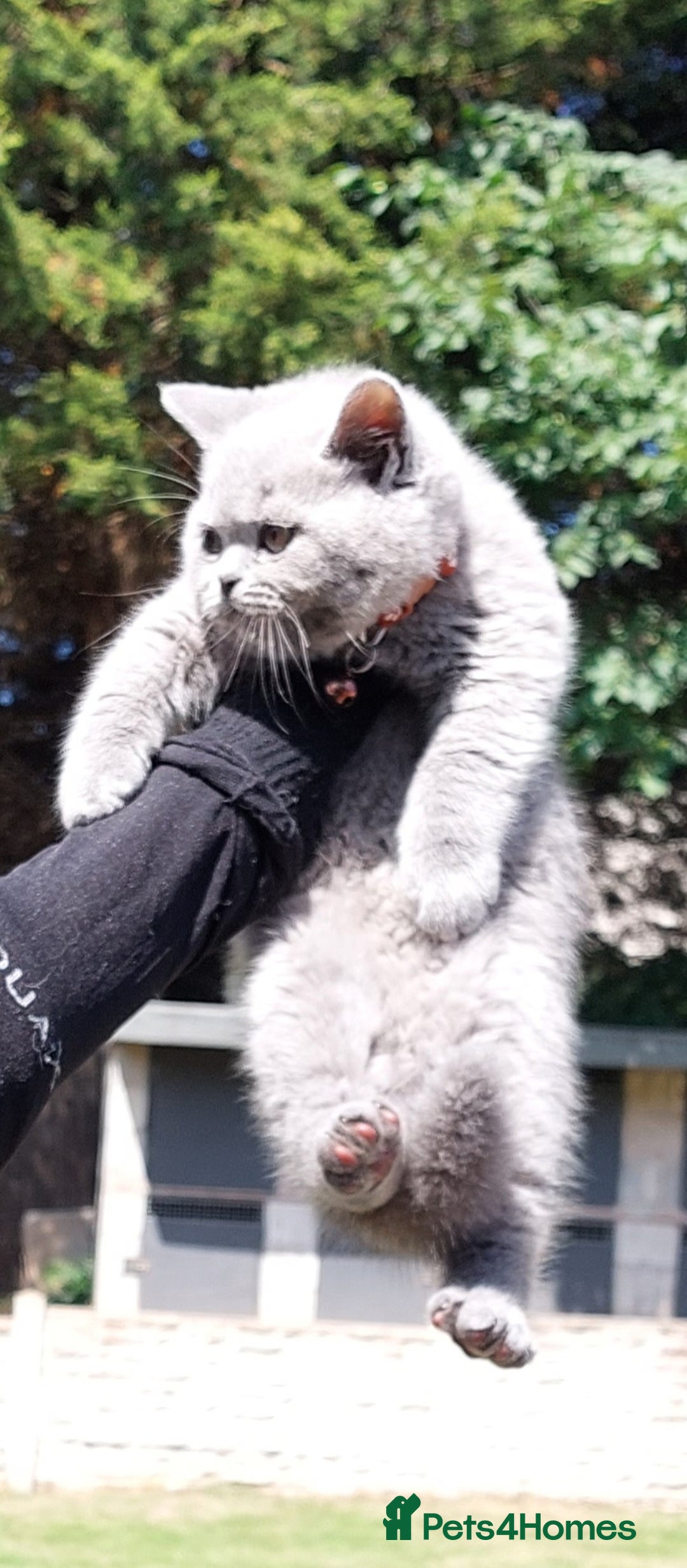 British Shorthair cats for sale: OUTSTANDING🏆PEDIGREE🎖CH SIRED in Dudley - Image 20