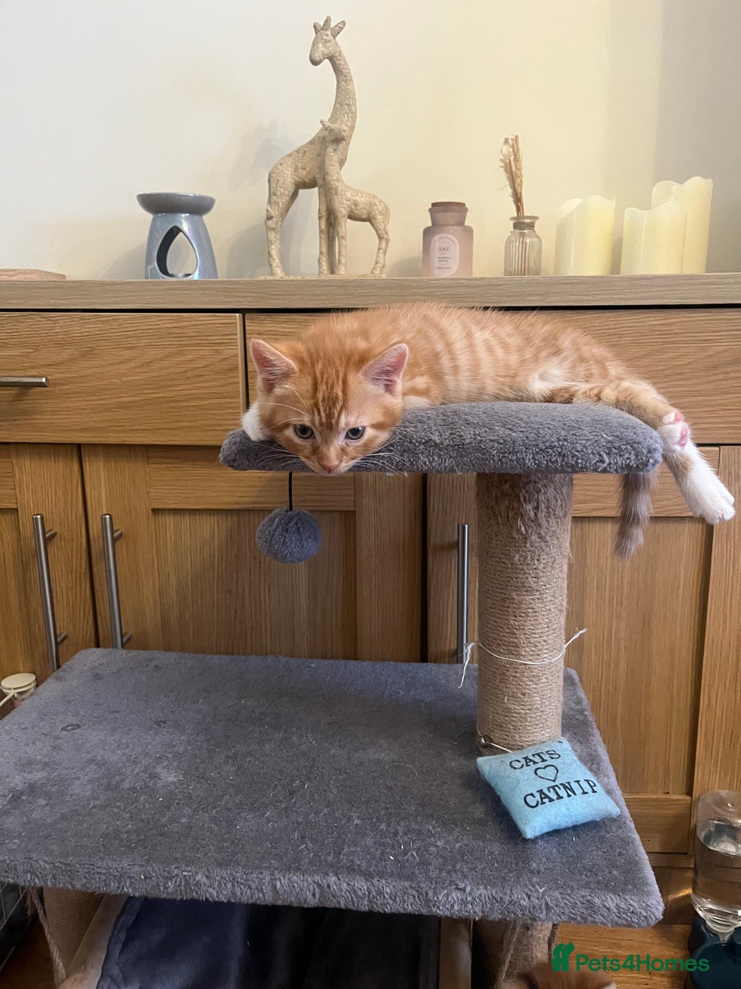 Mixed Breed cats for sale: 9 week old kittens 1 male 1 female - Image 2
