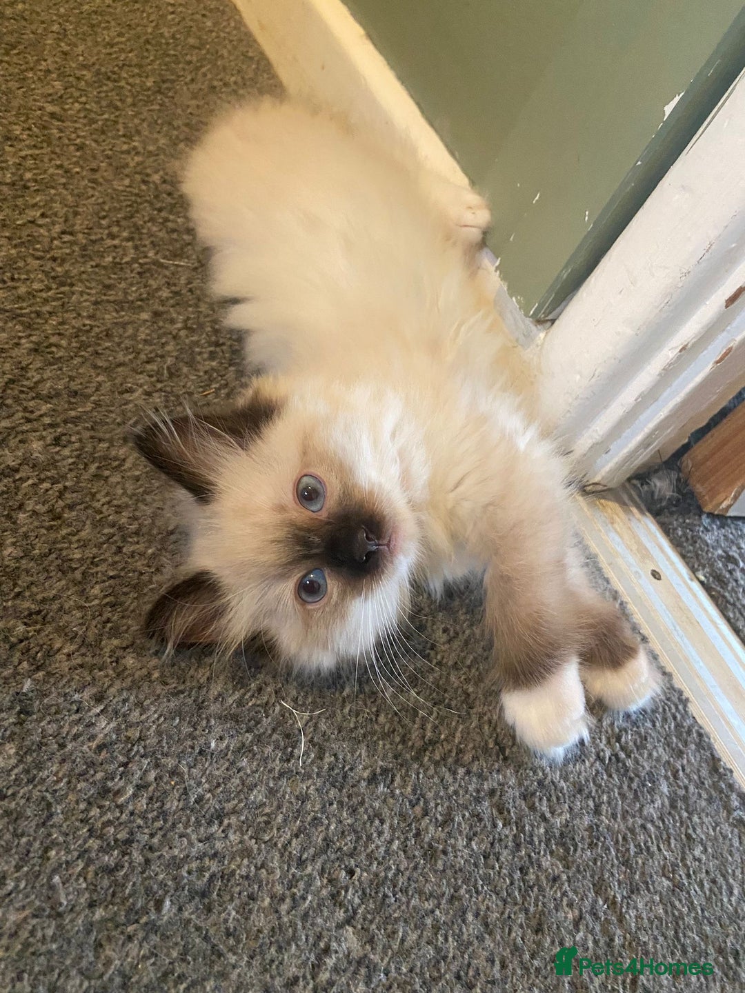 Ragdoll cats for sale: Tica Registered Ragdolls - Advert 18