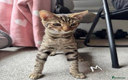 Domestic Shorthair cats for sale: Beautiful Brother & Sister to Rehome - Image 2