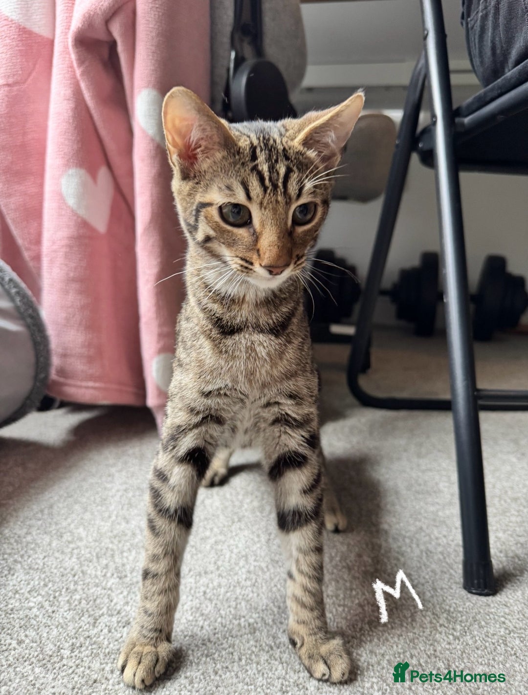 Domestic Shorthair cats for sale: Beautiful Brother & Sister to Rehome - Image 2