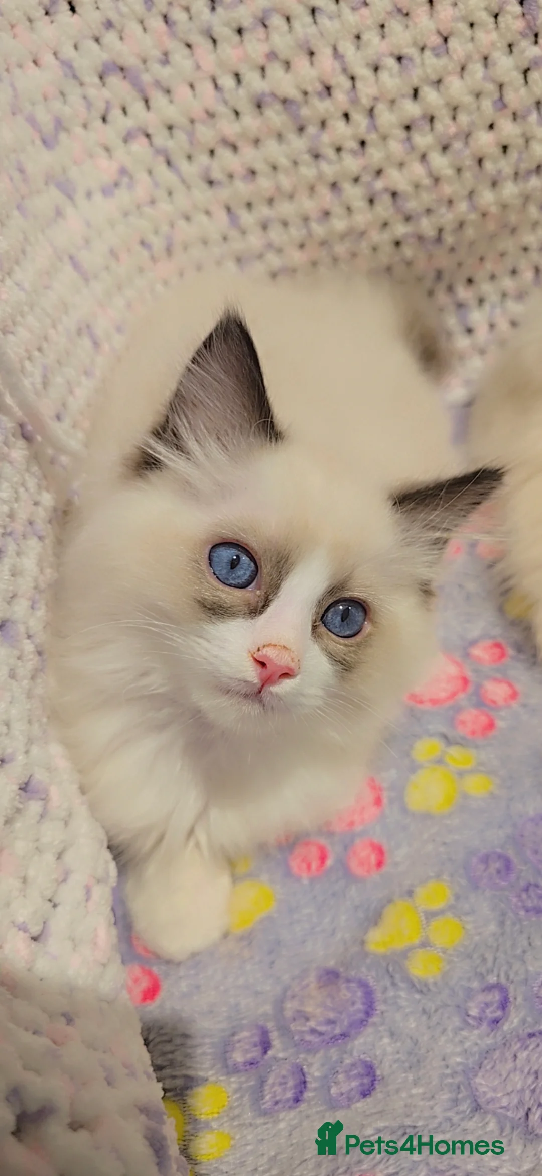 Ragdoll cats for sale: TICA REGISTERED KITTENS/Active - Advert 21