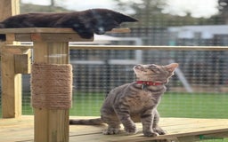 Siamese cats for sale: Male Siamese Cross  - Image 4