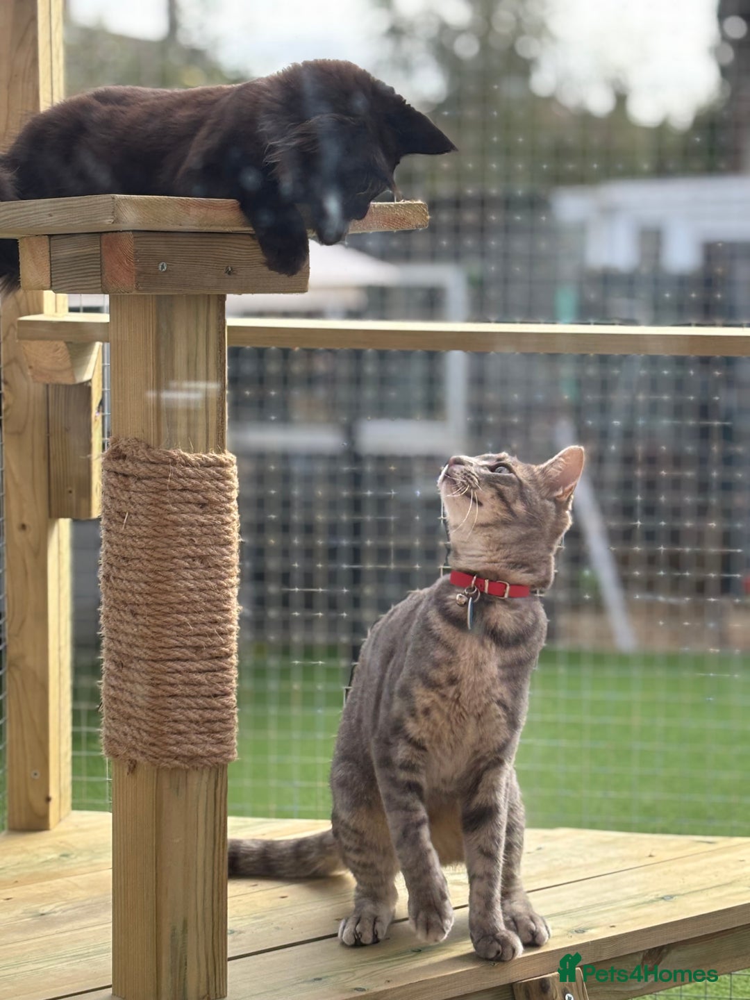 Siamese cats for sale: Male Siamese Cross  - Image 4
