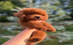 Toy Poodle dogs for sale: Asian teddy face toy poodles boys - Image 25