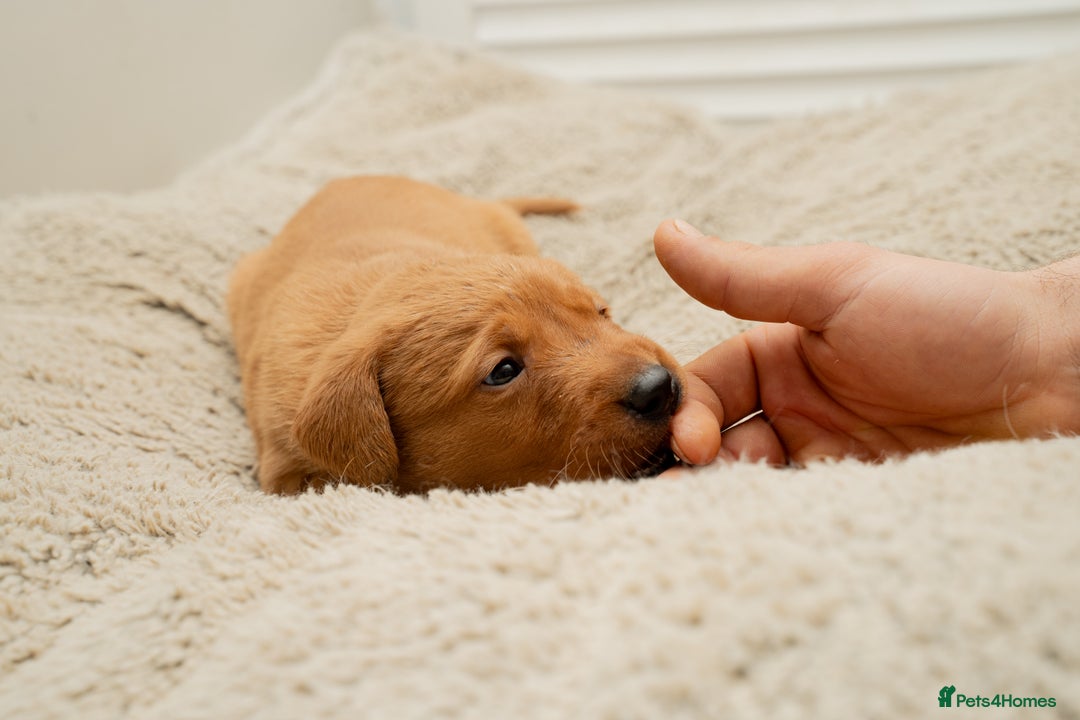 Labrador Retriever dogs for sale: Stunning Fox Red Labrador Puppies For Sale - Image 6