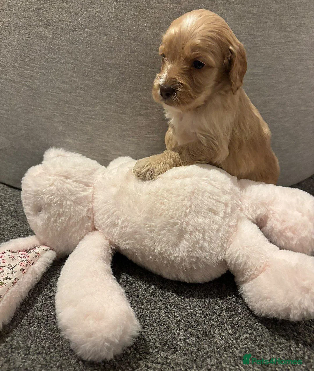 Cockapoo dogs for sale: Cockapoo Puppies - Advert 15