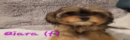 Cavapoo dogs for sale: F2 Cavapoo puppies in Forfar - Advert 9