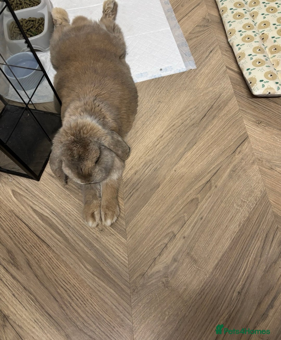 French Lop rabbits for sale: French Lop Bunny - Advert 2