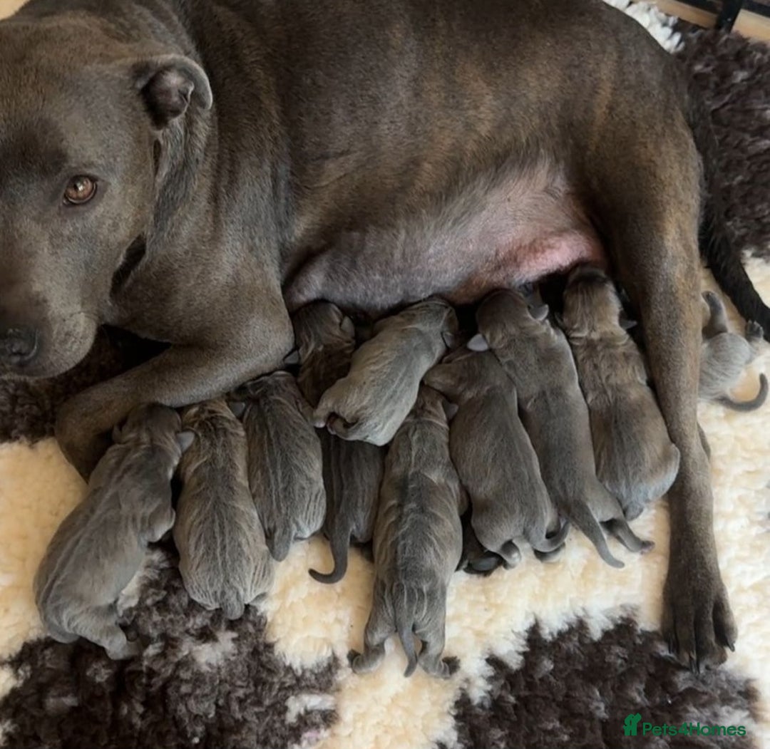Staffordshire Bull Terrier dogs for sale: Staffordshire Bull Terrier Puppies - Image 2