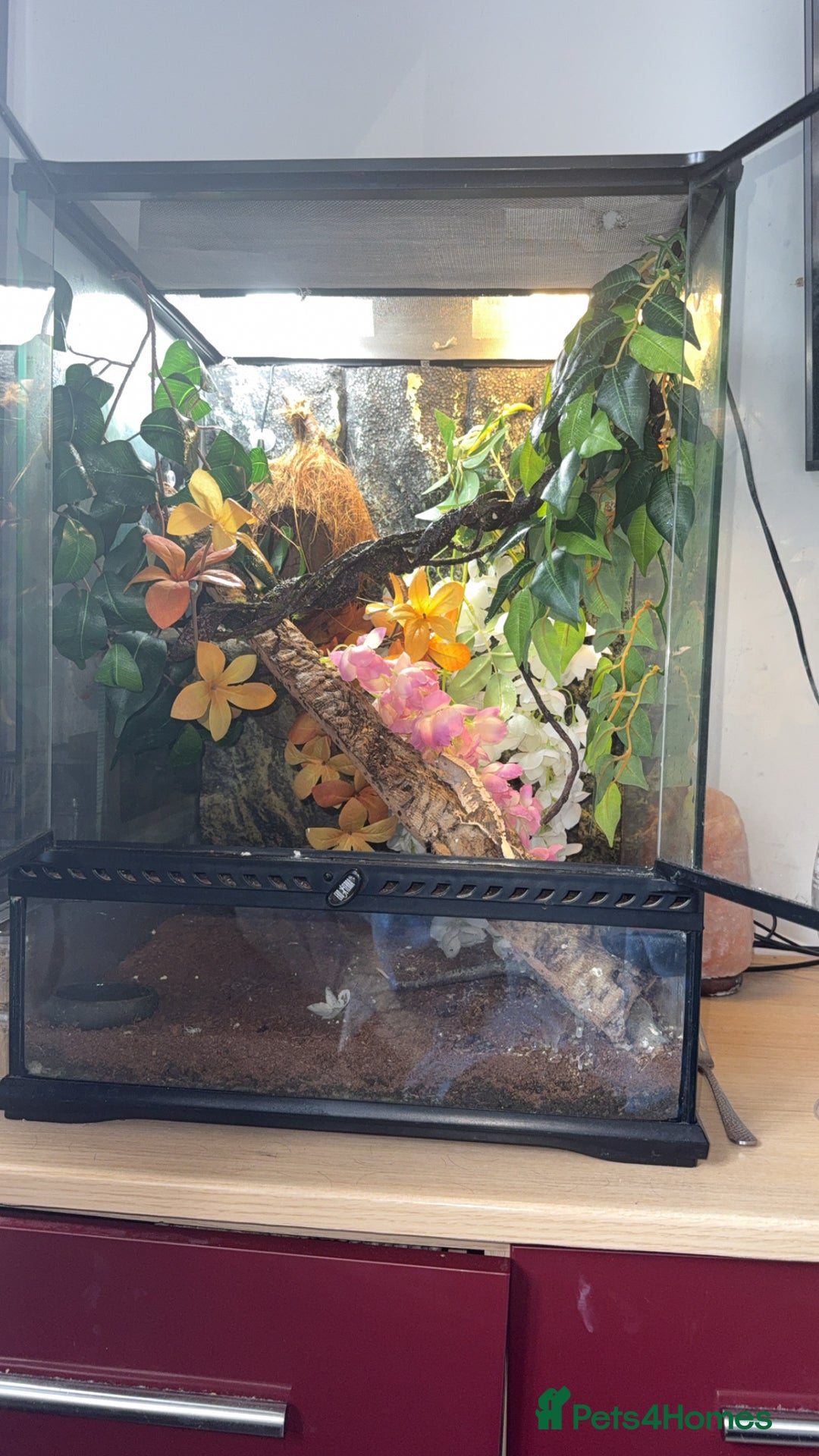 Gecko reptiles for sale: Crested gecko - Image 3