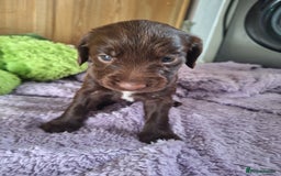 Sprocker dogs for sale: Beautiful Sprocker Spaniel Puppies  - Image 4