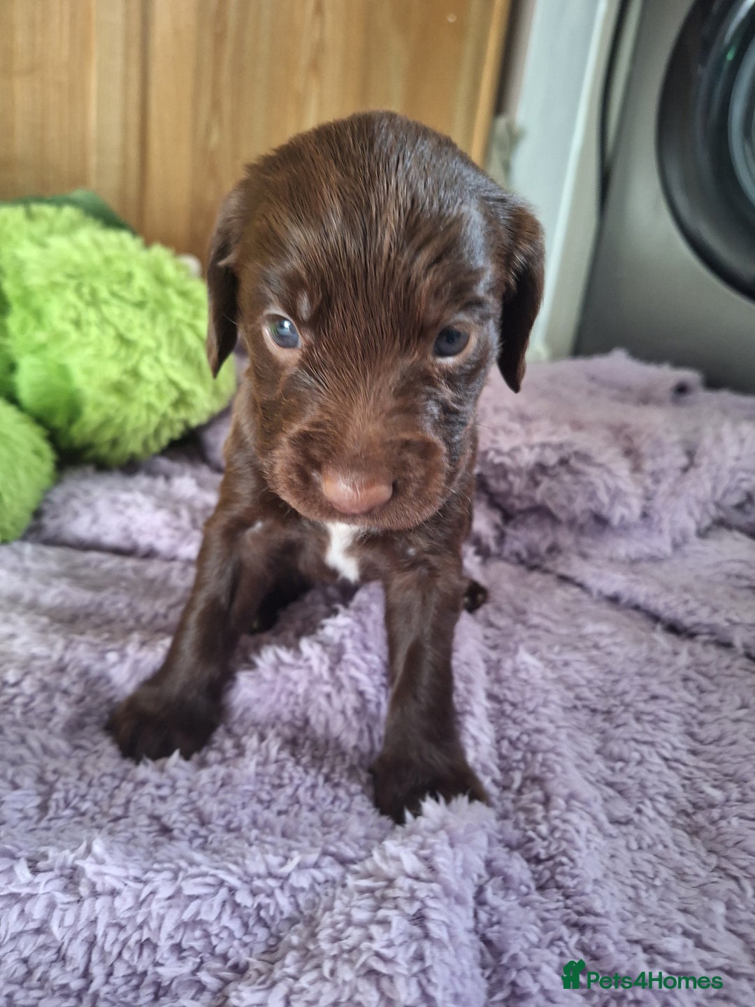Sprocker dogs for sale: Beautiful Sprocker Spaniel Puppies  - Image 4