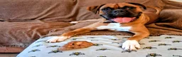 Boxer dogs for stud: Proven KC Red with Black Mask Boxer Hrt Sc 0 in Preston - Advert 4