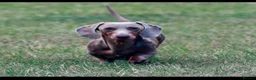 Miniature Dachshund dogs for sale: Miniature Dachshund Puppies  - Advert 3