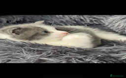 European cats for sale: 3 beautiful kittens left  - Image 1