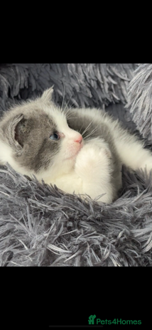 European cats - Advert 1