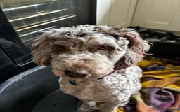 Cockapoo dogs for sale: Very sad sale merle cockapoo  - Image 3