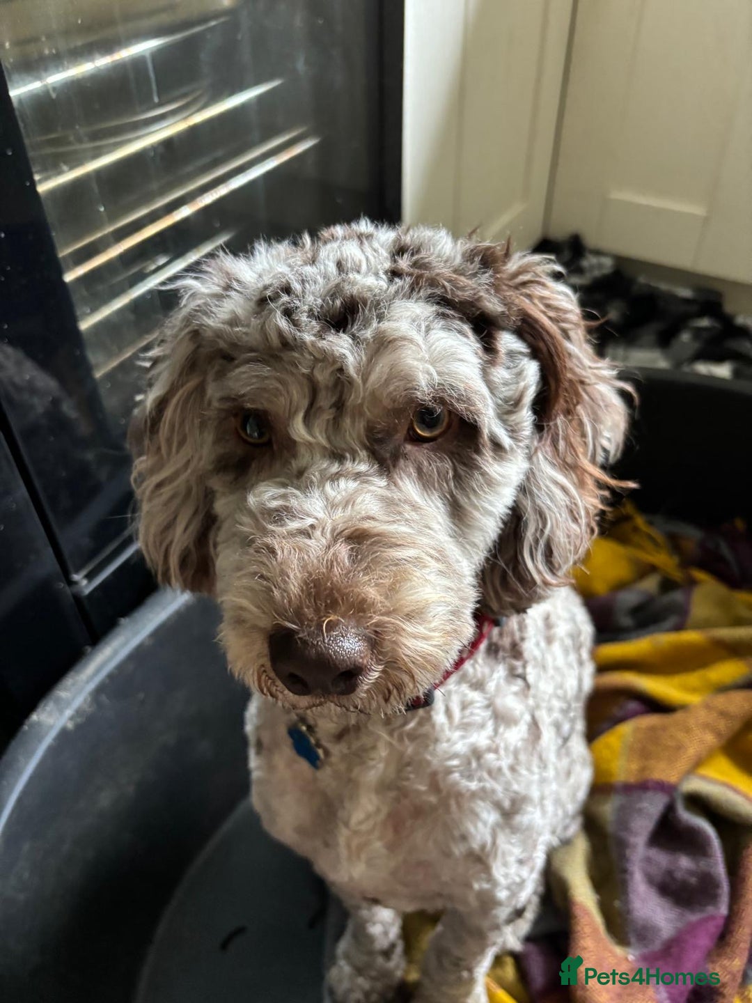 Cockapoo dogs for sale: Very sad sale merle cockapoo  - Image 3