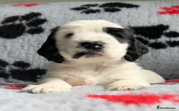 Cocker Spaniel dogs for sale: Show Cocker Puppies (KC Reg, AMS, PRA & FN CLEAR) - Image 39