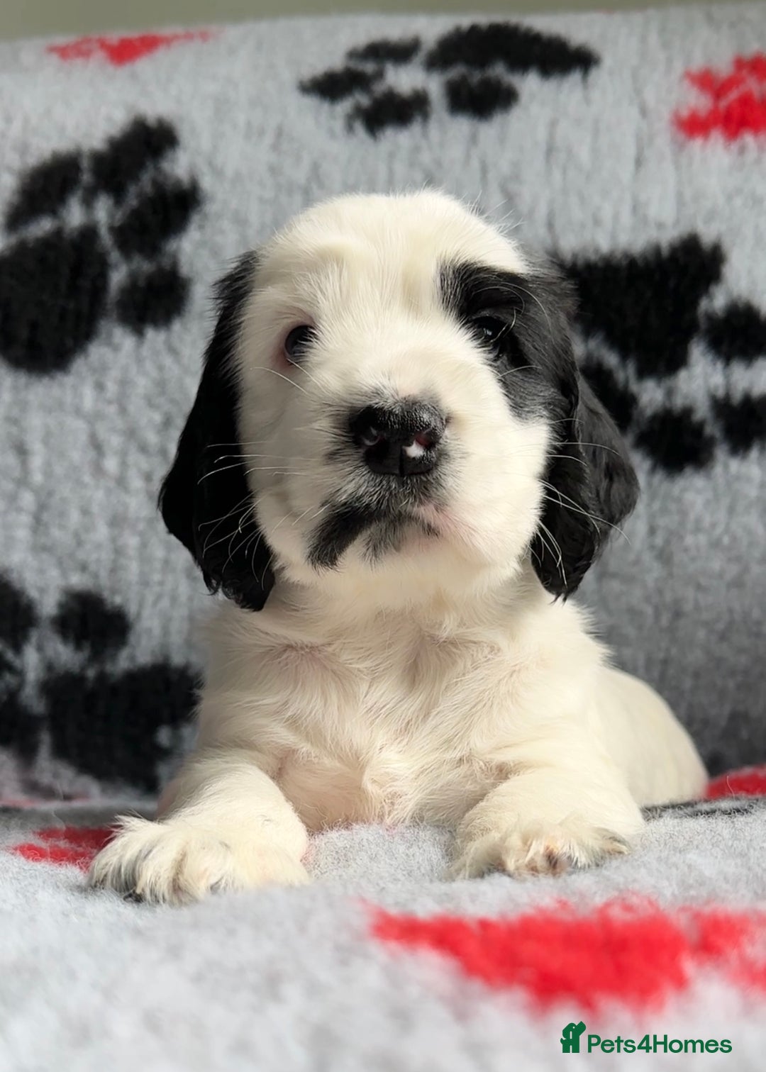 Cocker Spaniel dogs for sale: Show Cocker Puppies (KC Reg, AMS, PRA & FN CLEAR) - Image 39